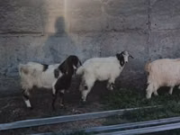 عنزة, Nubian Goat — الصورة 4