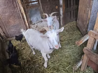 बकरी, Saanen goat — फ़ोटो 1