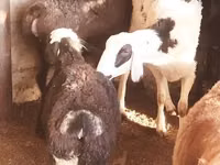 Sheep, Sheep — photo 2