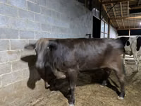 Cow, Brahman — photo 4