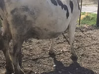 母牛, Russian Black pied cattle — 照片 7