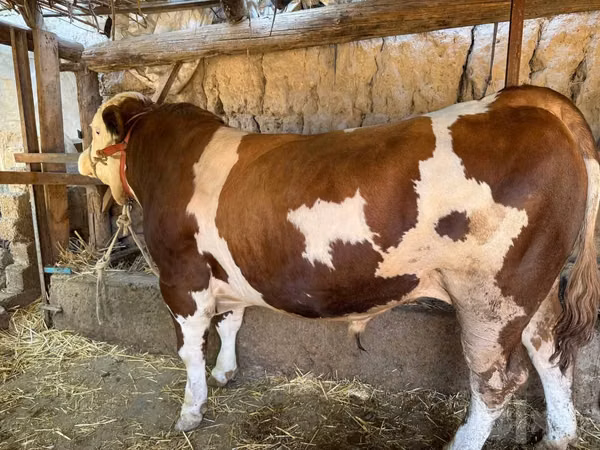 Бух, Simmental cattle