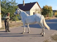 母马, Horses — 照片 4