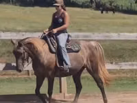 母马, Kentucky mountain daddle horse — 照片 3