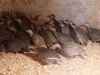 Guinea fowl — الصورة 1