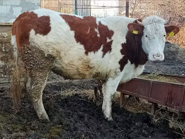 Toro, Simmental cattle