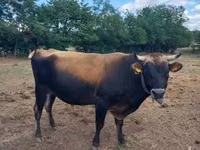Bulle, Jersey-Rasse — Foto 1