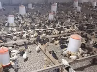 Chickens — 7 зураг