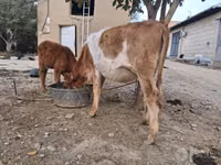 母牛, Simmental cattle — 照片 4
