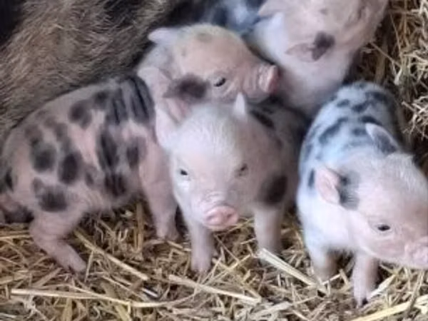Boar, Pigs