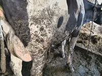 母牛, Russian Black pied cattle — 照片 4