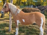 فرس, Shetland Pony — الصورة 1