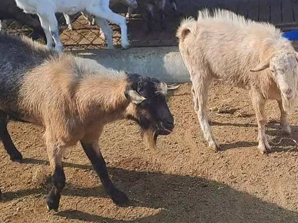 Billy Goat, Saanen goat