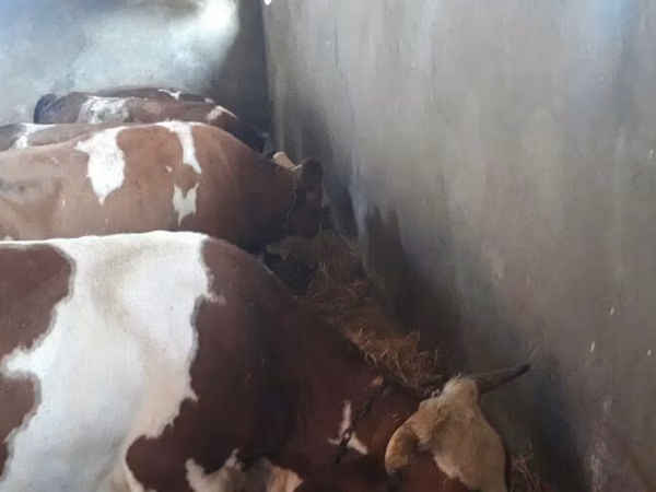 Vaca, Raza rojo-moteada