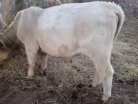 公牛, Charolais cattle — 照片 3