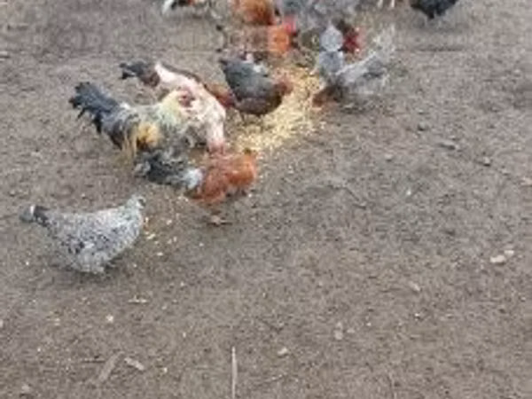 丹麦母鸡
