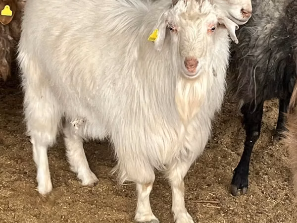 Ziegenbock, Ziegen