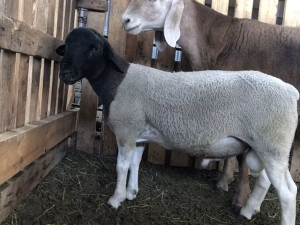 Widder, Dorper sheep