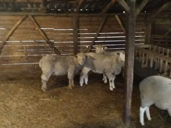 Хуц, Ile-de-France sheep