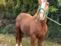 Hengst, Andalusian horse — Foto 3