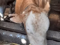 Bulle, Simmental cattle — Foto 2