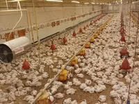 Chickens — 1 зураг