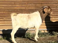 बकरी, Toggenburg goat — फ़ोटो 4