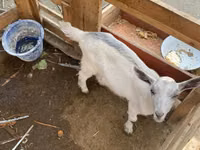 母山羊, Fergana goat — 照片 2