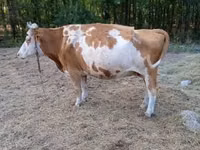 Kuh, Simmental cattle — Foto 7