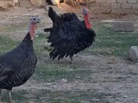 Turkeys — Foto 2