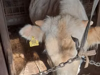 Bulle, Simmental cattle — Foto 3
