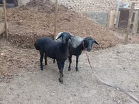 Хонь, Хонь — 2 зураг