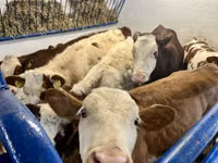 Kuh, Simmental cattle — Foto 4