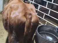 母牛, Cattle — 照片 3