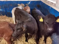 Bull, Cattle — photo 2