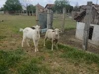 मेढ़ा, Merino sheep — फ़ोटो 1