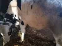 Bulle, Russian Black pied cattle — Foto 2