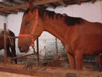 घोड़ा, Manipuri pony — फ़ोटो 3