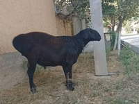 公羊, Sheep — 照片 3