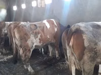 Cow, Red-spotted breed — photo 2