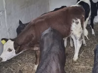 بقرة, Simmental cattle — الصورة 2