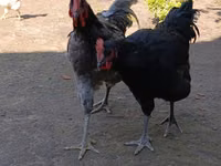 جيرسي جاينت — الصورة 3
