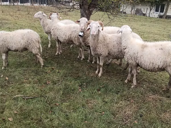 كبش, Assaf sheep