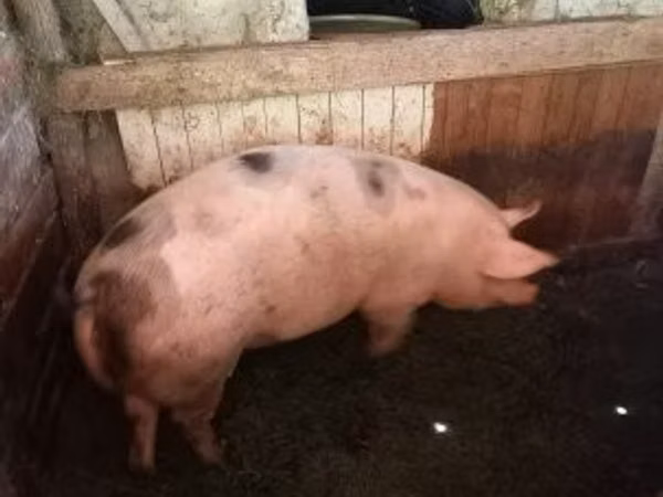 母猪, Pigs