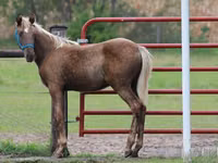حصان, Black Sea breed — الصورة 6