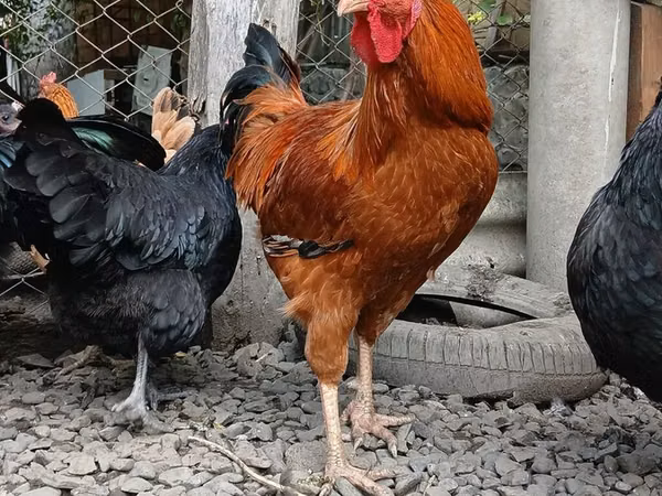 Chickens
