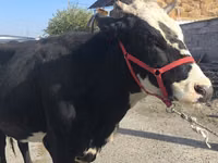 母牛, Russian Black pied cattle — 照片 1