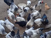Chickens — फ़ोटो 3