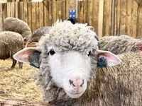 Хонь, Romanov sheep — 1 зураг
