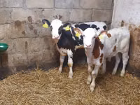 सांड, Simmental cattle — फ़ोटो 1